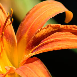 Orange Lily by Deana Connell