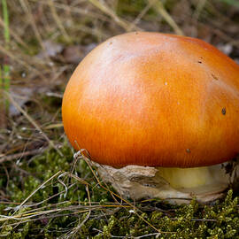 Orange Mushroom - Amanita Caesarea / Caesar