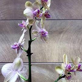 Orchid Elegance by Barbie Corbett-Newmin