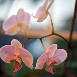 Orchid Menage by Mike Reid