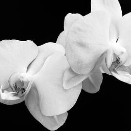 Orchids by Craig Andrews