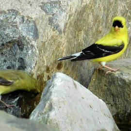 Out for a Drink Goldfinch Pair by Nancy Spirakus