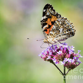 Painted Lady by Abeselom Zerit