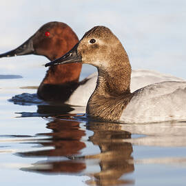 Pair of Canvasbacks by Ruth Jolly