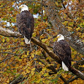 Pair of Eagles in Autumn by Larry Ricker