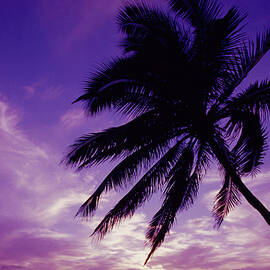 Palm and Purple Sunset
