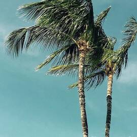 Palms in the Wind by Karen Nicholson