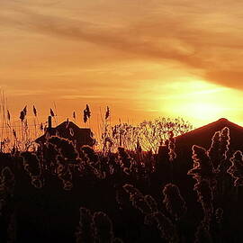 Pampas Grass Sunset by Lyuba Filatova