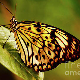 Papillon by Rebecca Langen