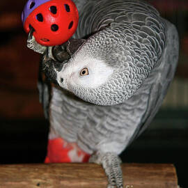 Parrot Playing with a Toy by Jill Lang