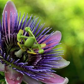 Passion Flower in the Garden by Sabrina L Ryan