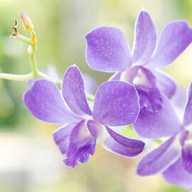 Passion for Flowers. Purple Orchids