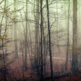Path Through The Trees With Fog by Skip Nall