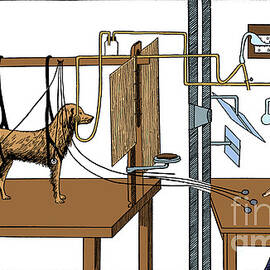 Pavlovian Experiment On Dog by Science Source