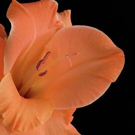 Peach Flower C1 by Chad Hamilton