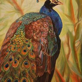 Peacock Beauty by Phyllis Barrett
