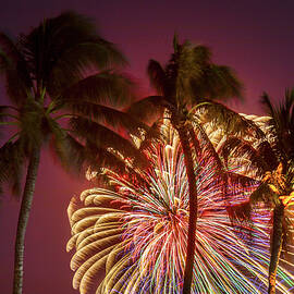 Peacock Palms by Sean Davey