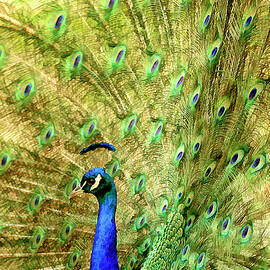 Peacock prancing by Geraldine Scull