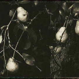 Pears by Carol Senske