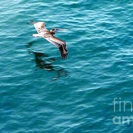 Pelican In Flight by Charlene Cox