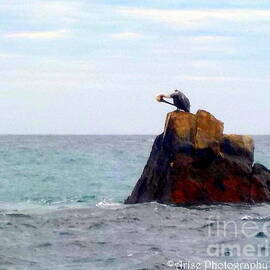 Pelican Rock Cabo San Lucas by Charlene Cox