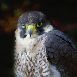 Peregrine Falcon by Marilyn Wilson