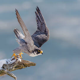 Peregrine, On Your Mark by Morris Finkelstein