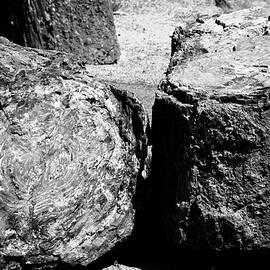 Petrified Wood by Robert J Caputo
