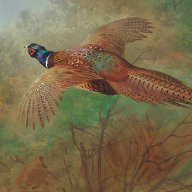 Pheasant in flight by Archibald Thorburn