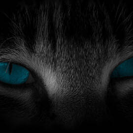 Piercing by Cecil Fuselier