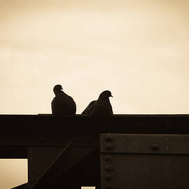Pigeon and Steel by Bob Orsillo