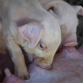 Piglets Two
