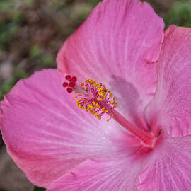 Pink Hibiscus by Brian Harig