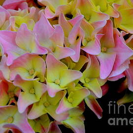 Pink Hydrangea by Mary Deal
