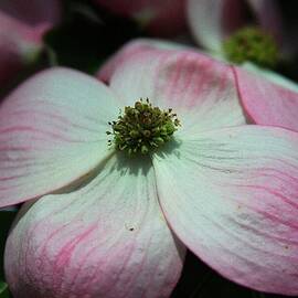 Pink Magnolia