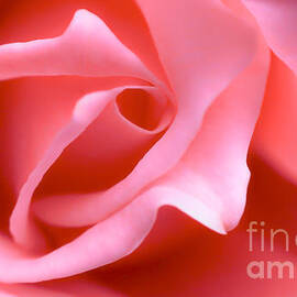 Pink Rose of Romance  by Peggy Franz
