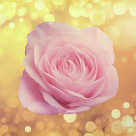 Pink Rose On Yellow by Johanna Hurmerinta