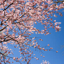 Pink trees in full bloom in spring by Matthias Hauser