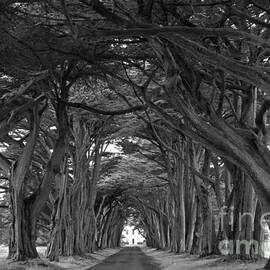 Point Reyes Cypres Tunnel Black And White