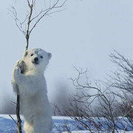 Polar Bear Cub Playing by Jean-Louis Klein and Marie-Luce Hubert