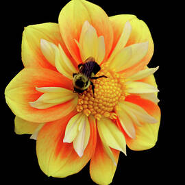 Pollen Gatherer by Debra Orlean