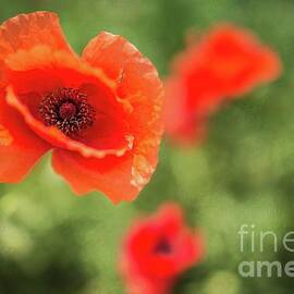 Poppies by Eva Lechner