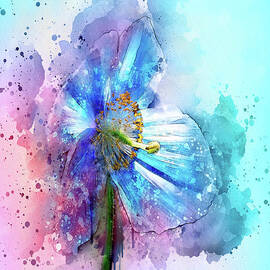 Poppy Art by Svetlana Sewell