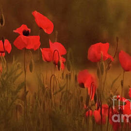 Poppy Field by KaFra Art