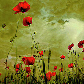 Poppy Petals