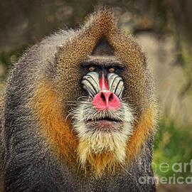 Portrait of a Mandrill II by Jim Fitzpatrick