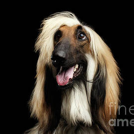 Portraitof Afghan Hound on Black by Sergei Taran