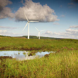 Powder Puffs by Mark Callanan