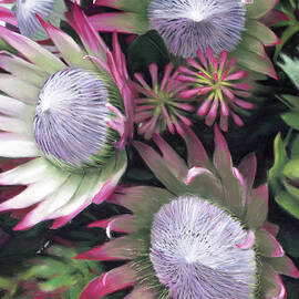 Protea Explosion by Christopher Reid