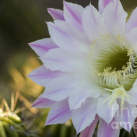 Purple and White Glory Cactus Flower by Bryan Keil